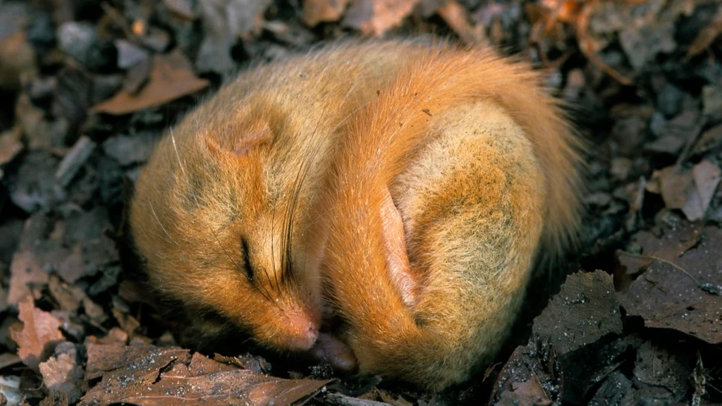 Animals Control Body Heat: 'Weirdness' Found in Flexible Thermoregulation