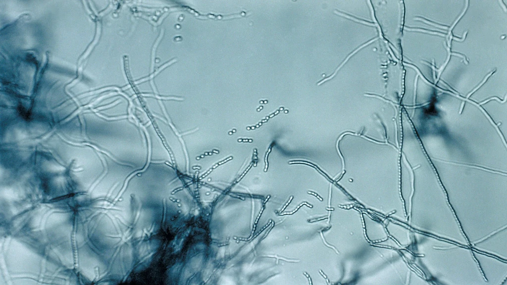 Megacluster Discovery Offers New Antibiotic Strategy Against Superbugs