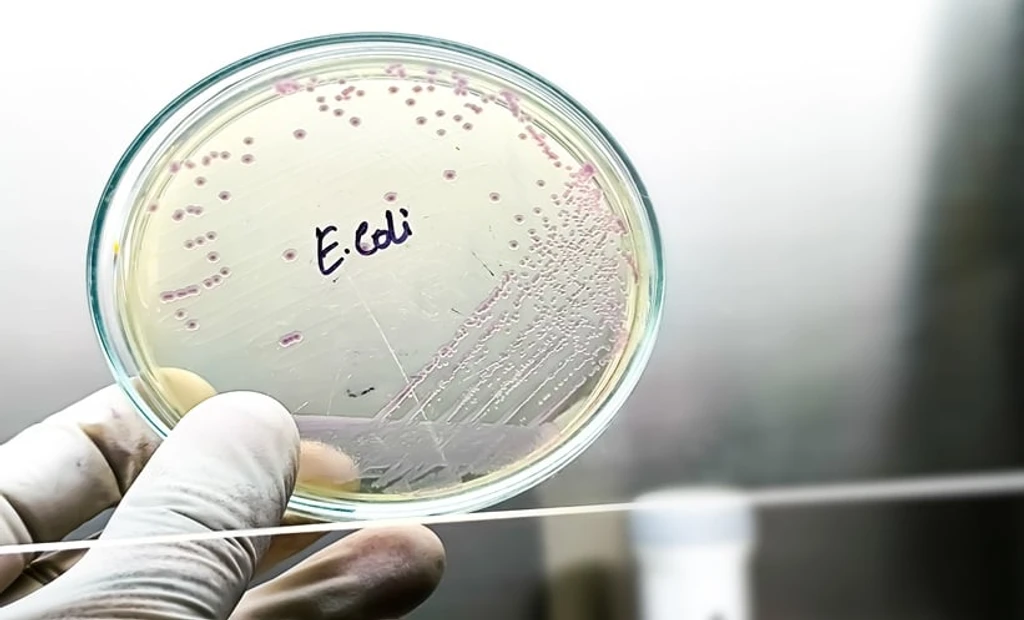 Common Diabetes Drugs Show Promise Against Antibiotic-Resistant E. Coli
