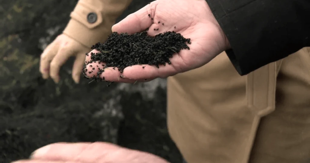 UBC Study Reveals Artificial Turf Toxicity Threatens Coho Salmon Populations
