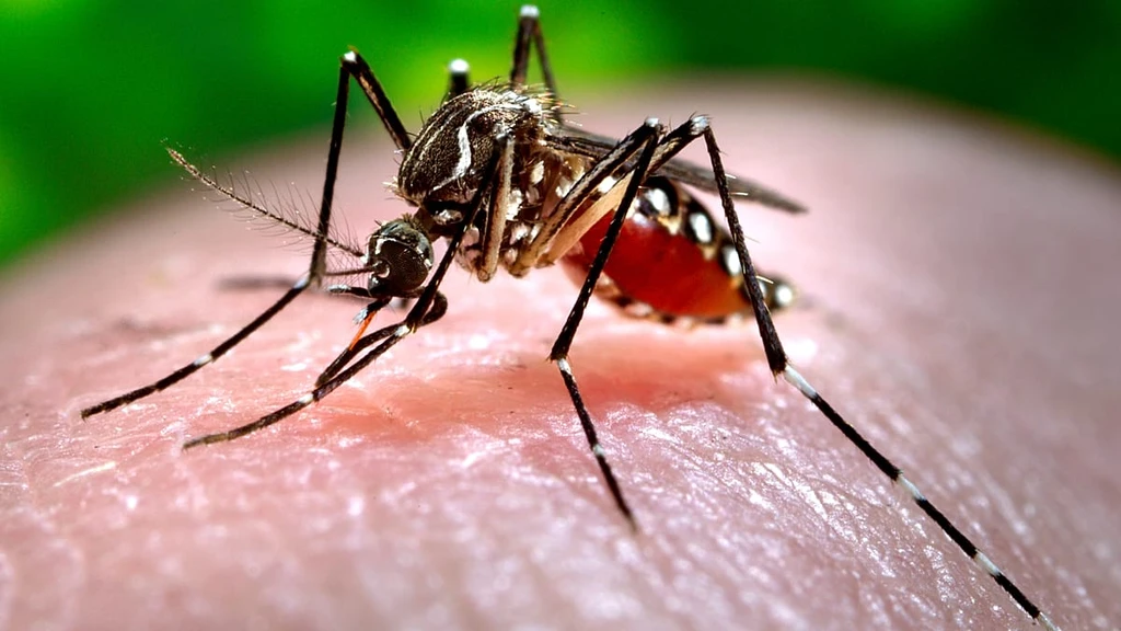Asian Tiger Mosquito Spreads to Berlin: Assessing the Risk in Germany