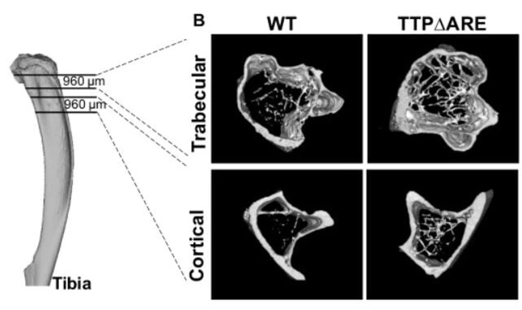 - Figure 2 - 
