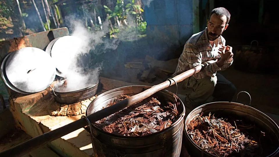 Ayahuasca Compound Shows Promise in Easing Depression