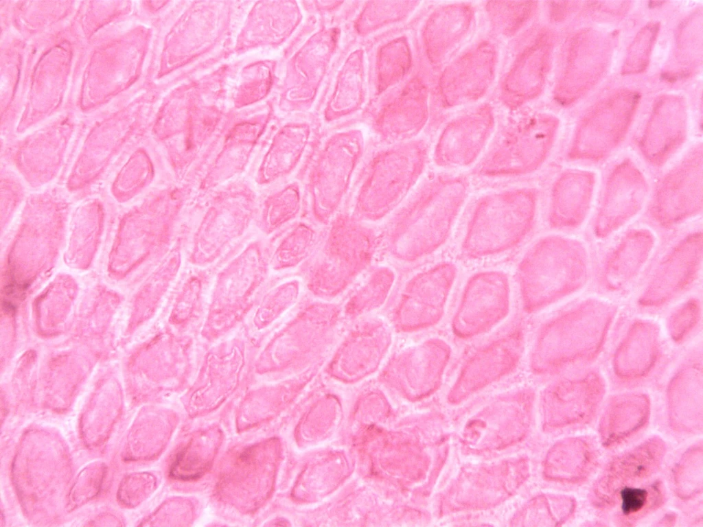 - Figure 1 -