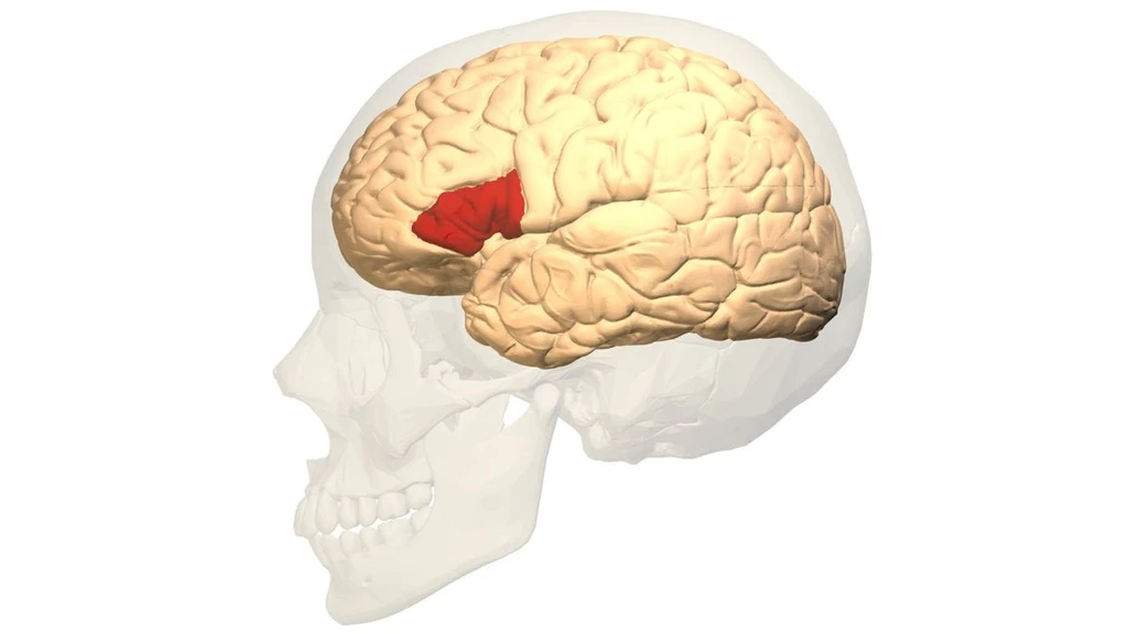 Doctor Identifies Speech Center of Brain After 1861 Autopsy