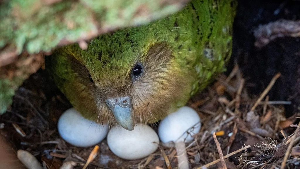 Kakapo Revival: New Zealand's Beloved Parrot Beats Extinction