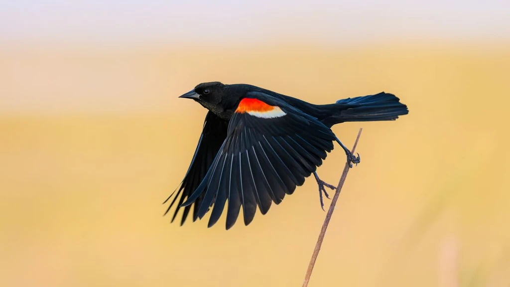 US Bird Populations Accelerating Decline in Key Hotspots, Study Reveals
