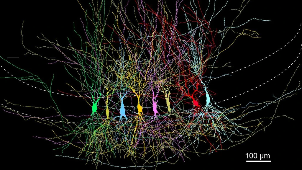 Brain's Memory Center Is 'Prewired,' Not a Blank Slate, Study Finds