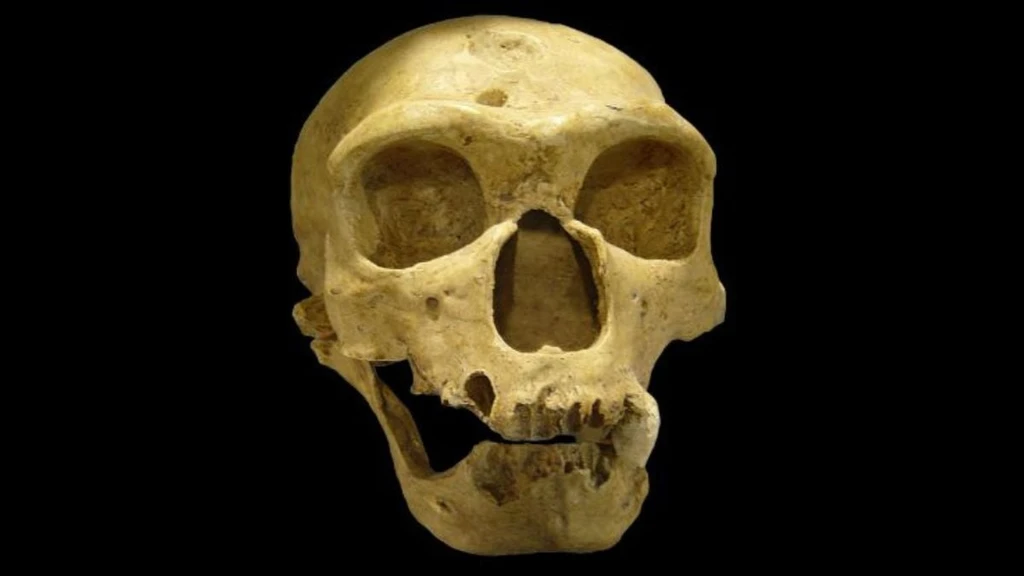 Neanderthal Brains Were More Similar to Modern Humans Than Previously Believed