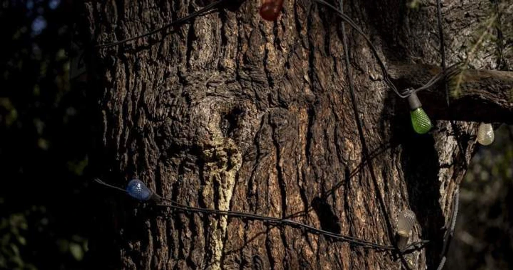 B.C. Panelists Warn Province Failing to Protect Old-Growth Forests
