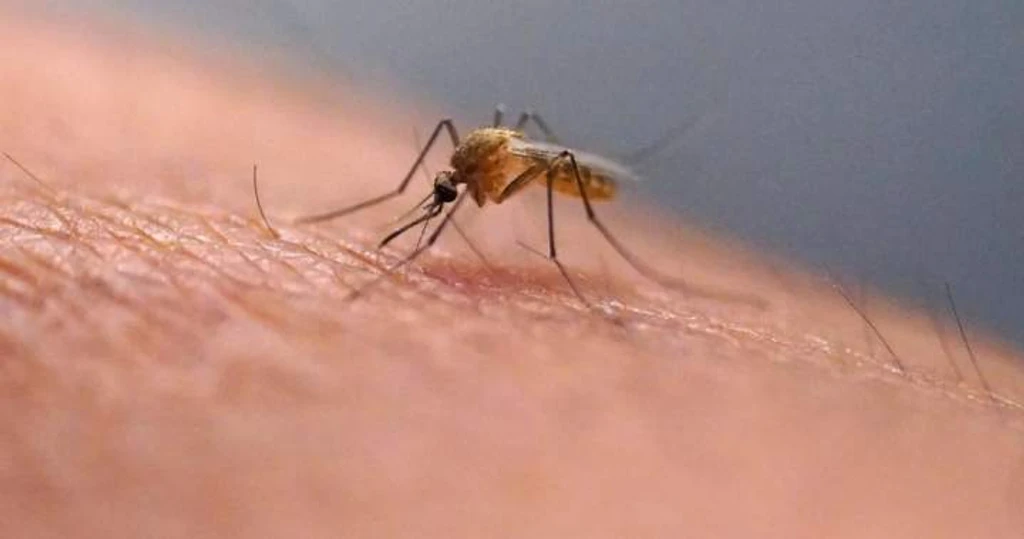 The Science of the Scratch: Why You Must Resist the Itch