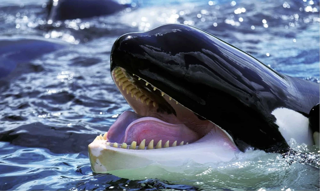 Bitcoin Whales Reenter Market at $71K Amid Fear