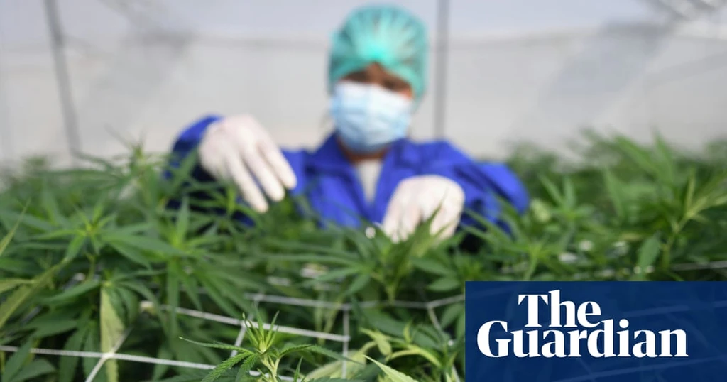 Cannabis Lacks Efficacy for Most Mental Health Conditions, Major Review Finds