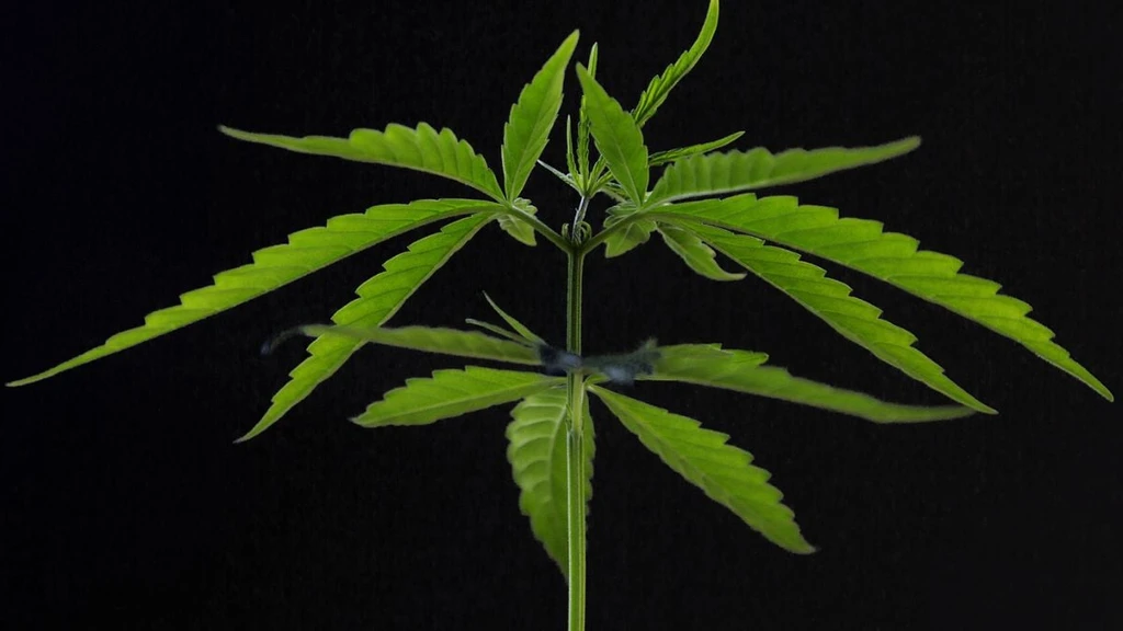 Cannabis Compounds Linked to Weight Loss and Better Metabolic Health in Obese Mice