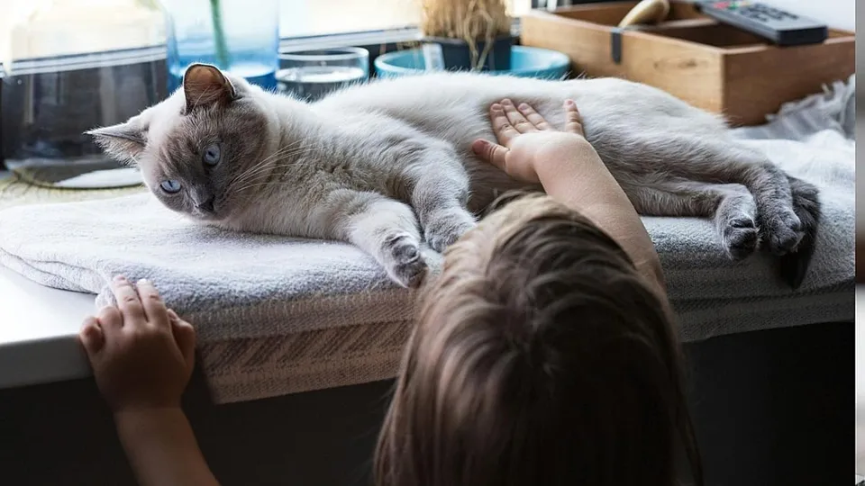 Feline Cancers Mirror Human Disease, Offering New Treatment Insights