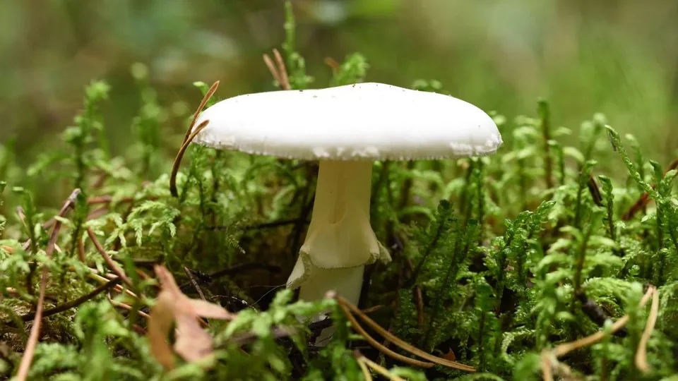 Deadly Death Cap Mushrooms Evolving New Toxins in California