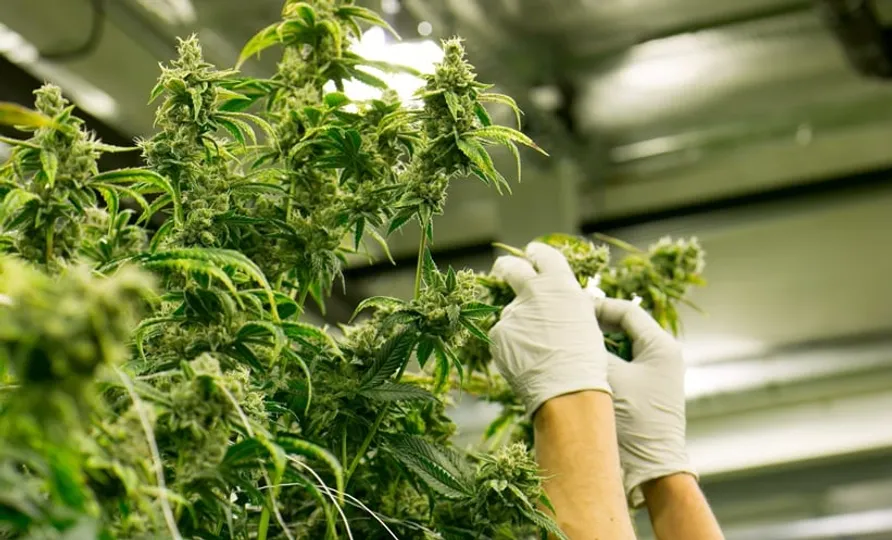 Cannabis Use Linked to Impaired Working Memory in Young Adults