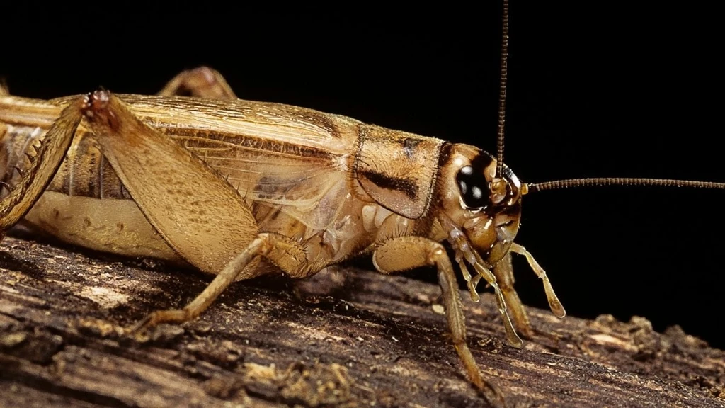 House Crickets Show Signs of Pain, Research Suggests