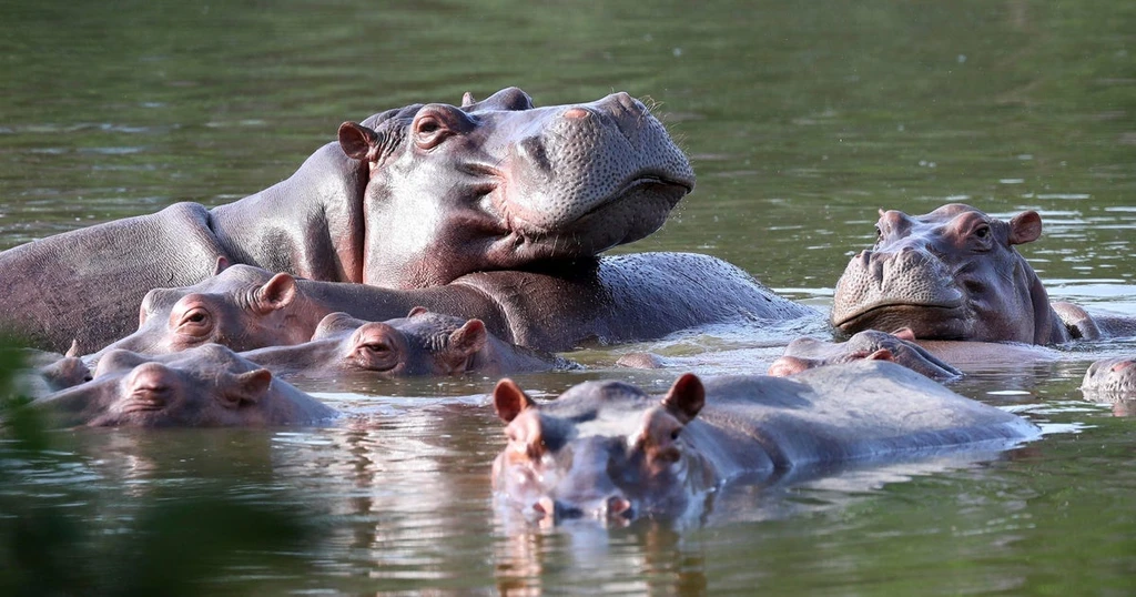 Colombia Authorizes Culling of 'Cocaine Hippos' Linked to Pablo Escobar