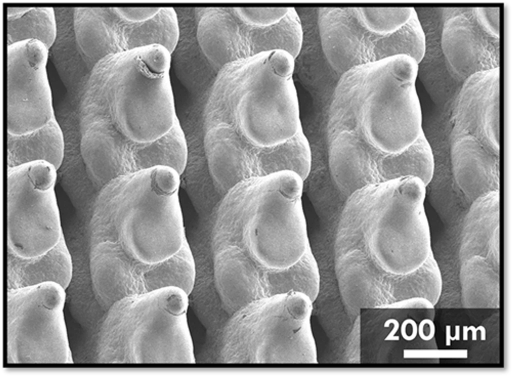 - Figure 2 -