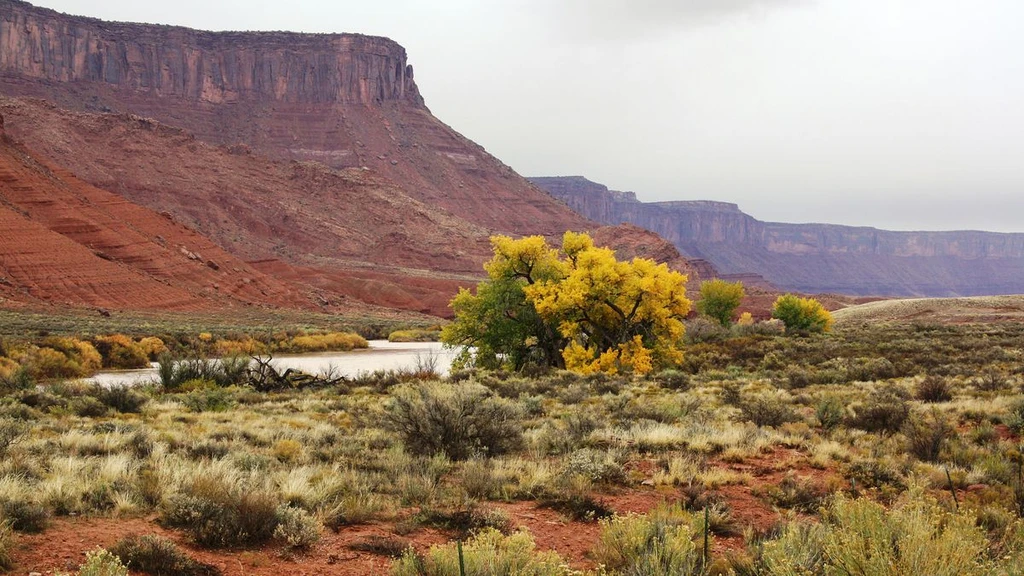 Plants Tap Groundwater, Reducing Colorado River Flow