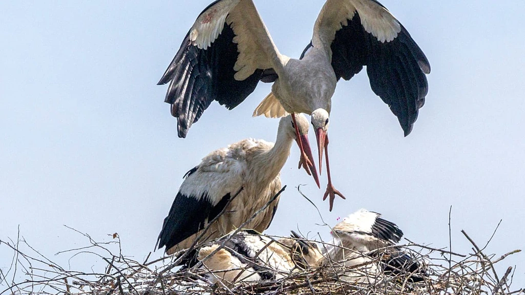 Croatia's Stork Village: Where Birds Outnumber Pensioners