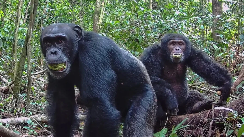 Ugandan Chimpanzees Fracture, Descend into Lethal Conflict