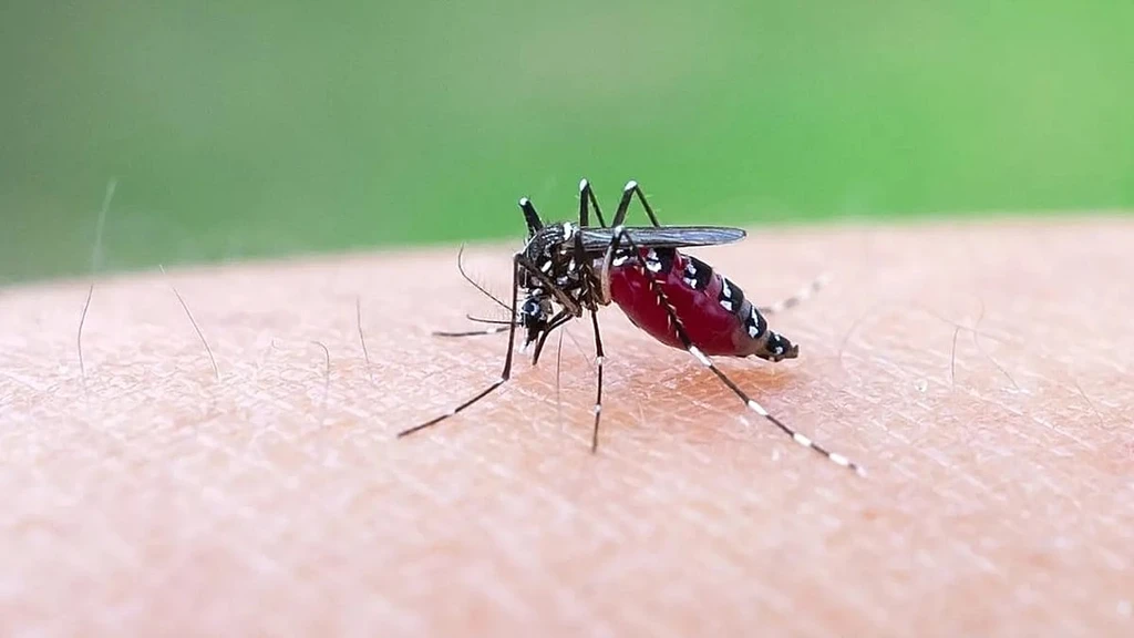 Climate Change Expands Chikungunya Risk to Europe and North America