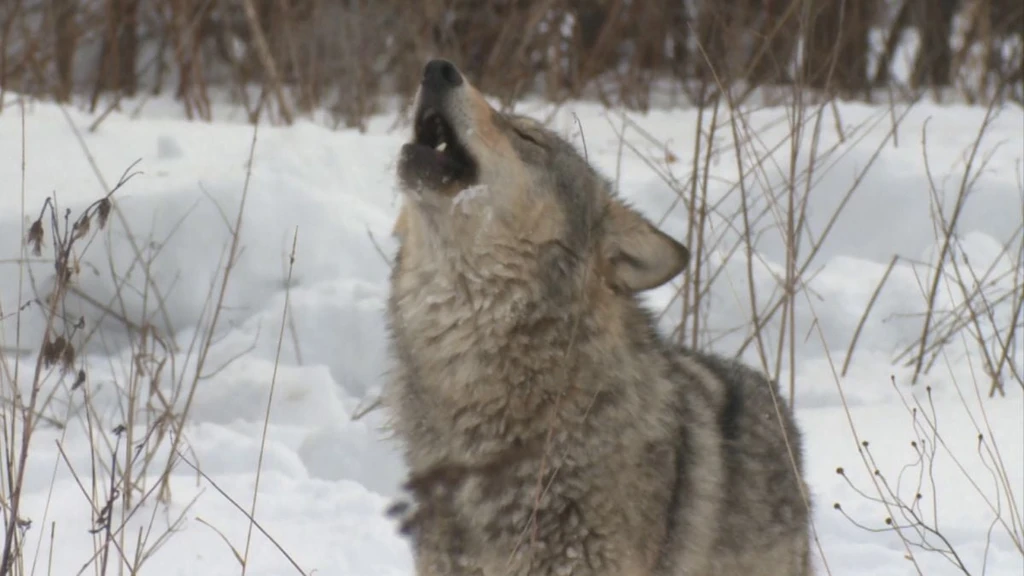 Chernobyl Wolves Show Genetic Adaptations to Radiation