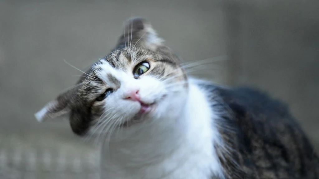 Decoding the Head Shake: Why Your Pet's Shaking Isn't Always About Fun