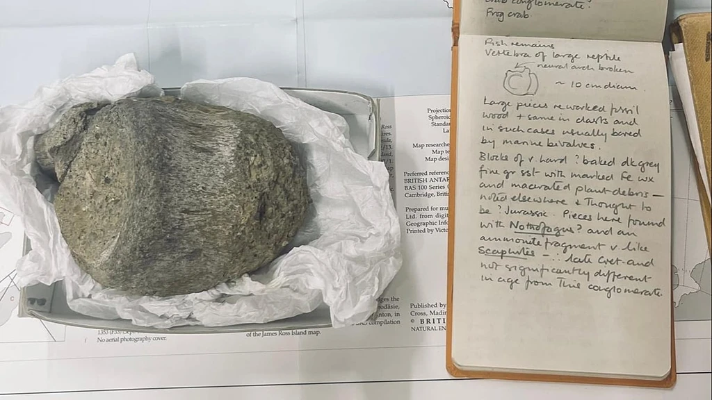 First Dinosaur Fossil Confirmed in Antarctica After 40 Years