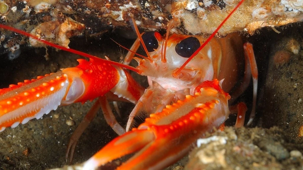 New Study: Lobsters Show Signs of Pain, Responding to Human Painkillers
