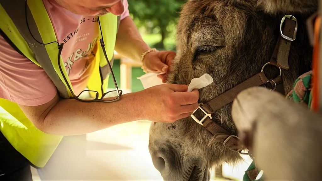 Donkey Therapy: A Paris Hospital's Unique Prescription for Mental Health