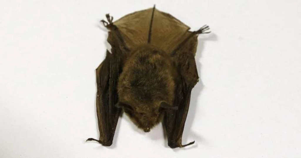 Ontario Child Dies From Rabies After Bat Exposure