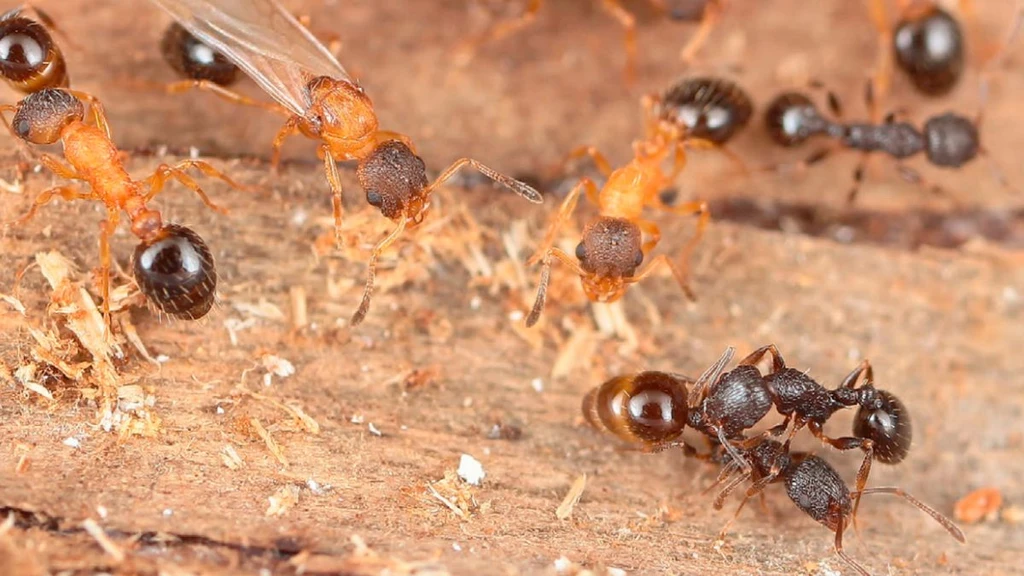 Parasitic Ant Species Replicates Without Males, Exclusively Producing Queens