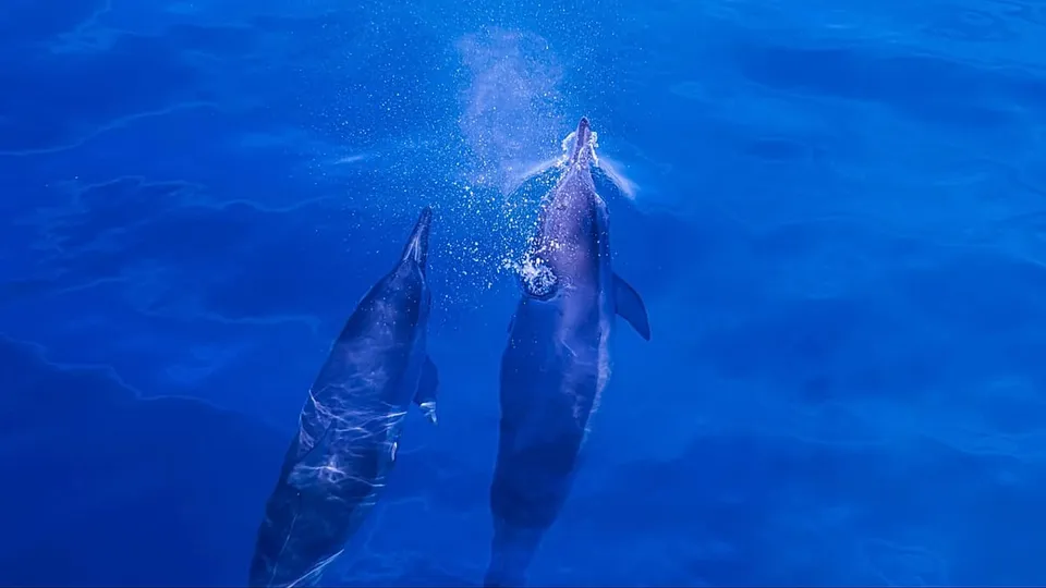 Electronics Chemicals Found in Dolphin and Porpoise Brains