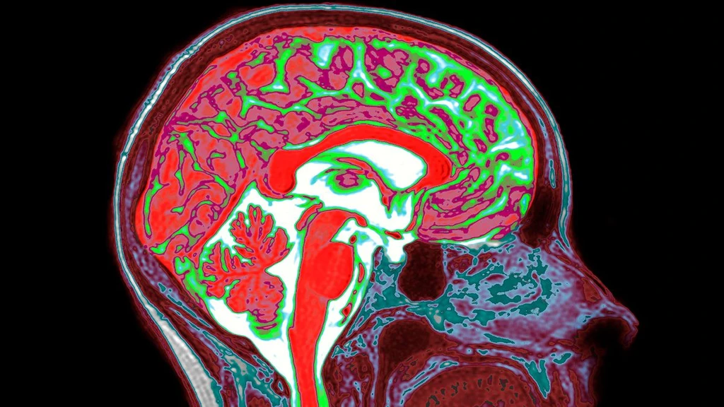 Estrogen in Both Sexes' Brains Shapes Trauma Response, Study Suggests