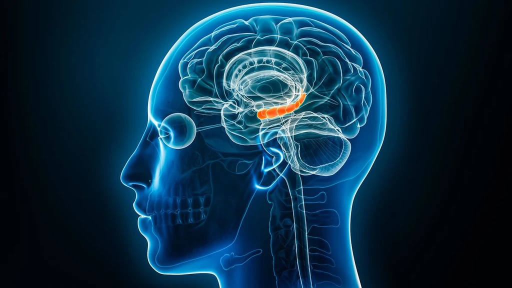 Brain Estrogen Levels May Undermine Memory Resilience Against Trauma
