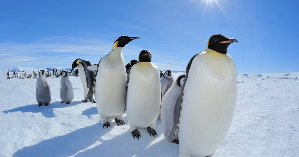 Emperor Penguins Now Endangered Amidst Climate Crisis