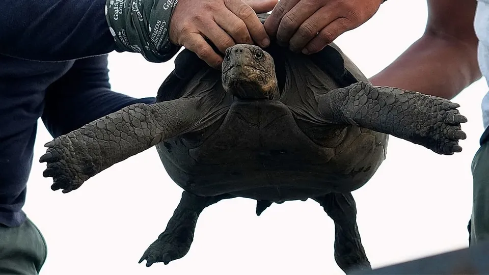 Giant Tortoises Return to Galápagos Island After 150-Year Absence