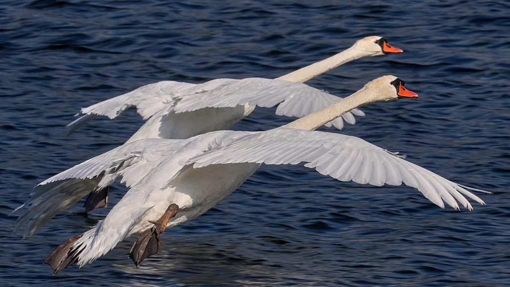 AI Wildlife Videos Threaten Conservation, Researchers Warn