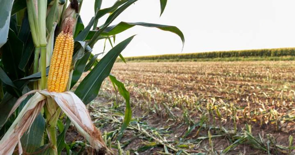 US Farmers Cut Corn Planting as Iran War Drives Fertilizer Costs