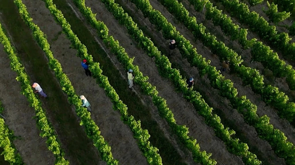 France Heatwave Forces Critical Infrastructure and Agricultural Adaptation