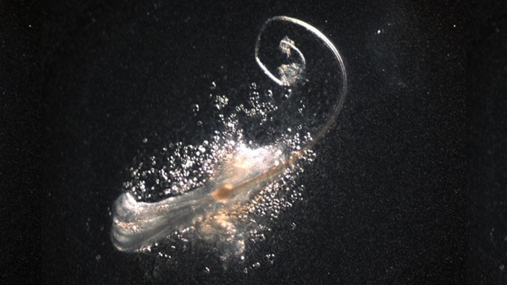 Scientists Grow Functional Hair Follicles in Lab, Advancing Baldness Cure Research