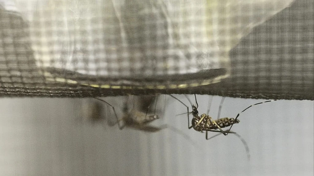 France Deploys Millions of Sterile Mosquitoes to Combat Disease Vectors