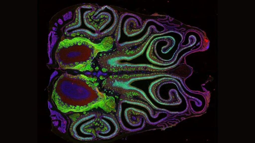 Mouse Nose Map Reveals Organized Smell Receptors