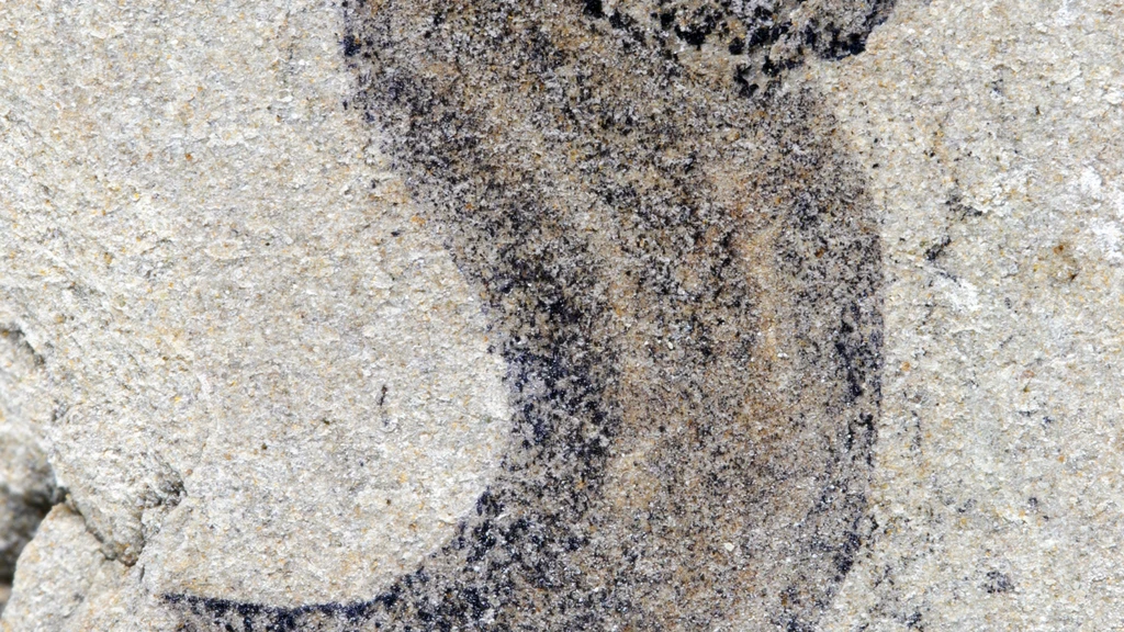 Complex Animal Groups Predate Cambrian