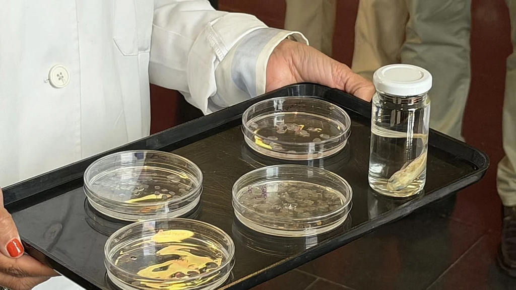Fish Scales Offer Hope for Cornea Transplants