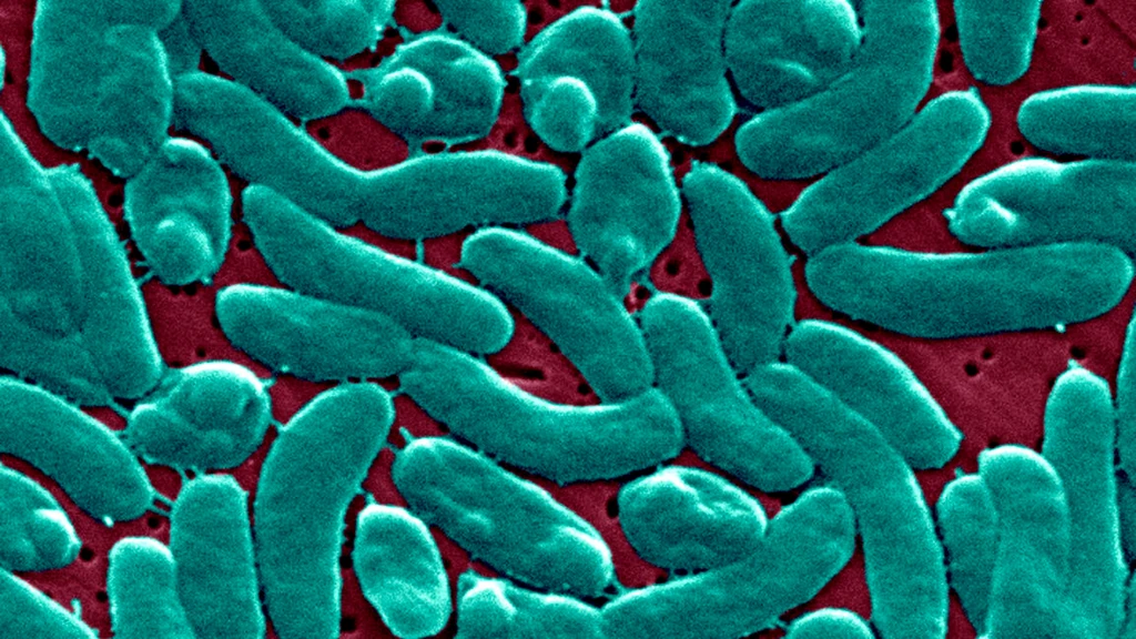 Flesh-Eating Bacteria Surge: Climate Change Fuels Deadly Outbreak