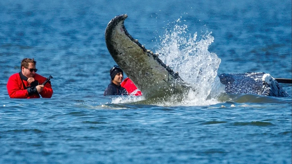 Humpback Whale 'Timmy' Rescued in German Operation